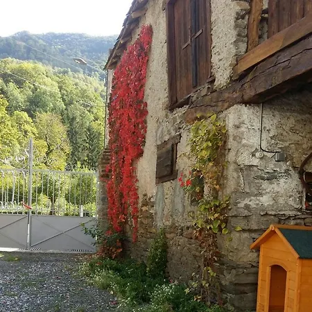Les Narcisses * Cier-de-Luchon